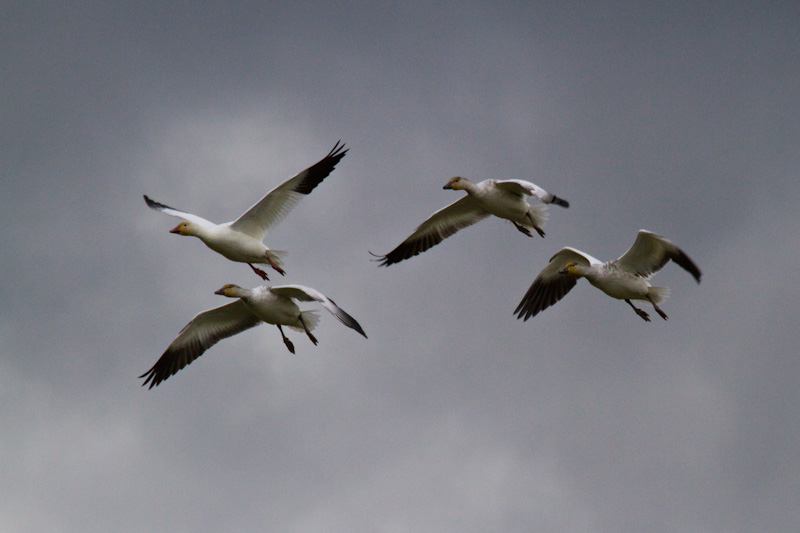 Snow Geese In Flight